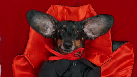 Dachshund dog dressed as a vampire in a red satin cloak costume Stock Footage 346012070