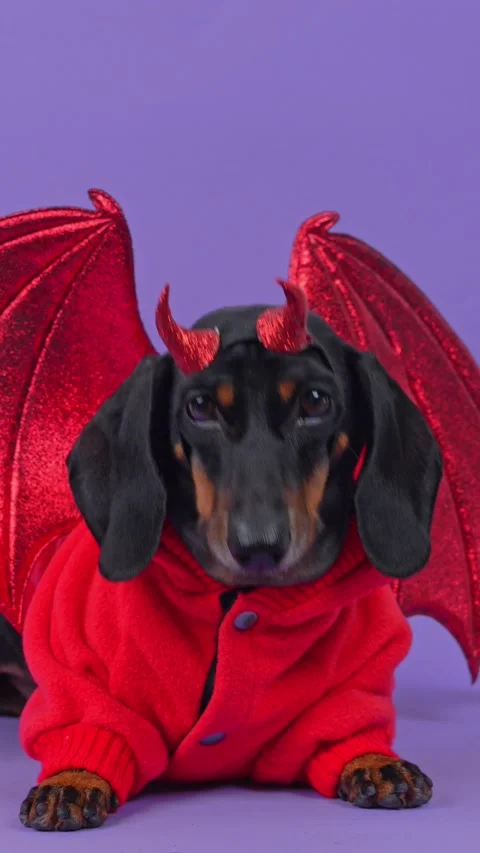 Dachshund dog dressed as a winged devil raises its head on a purple backdrop Stock Footage 347105062