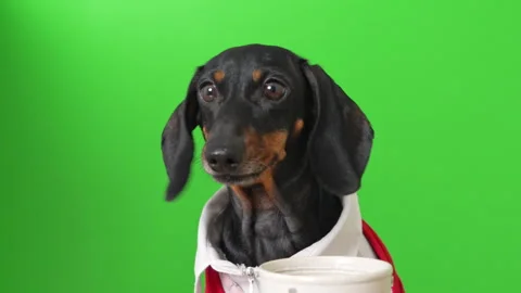 Dachshund dog drinking from a cup against green screen Видео 341096911