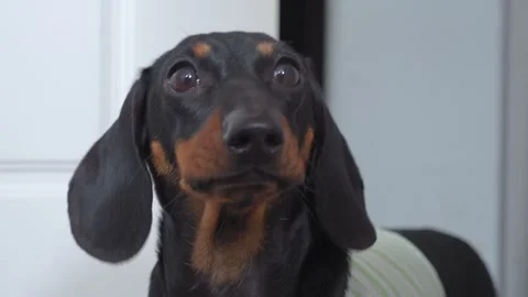 Dachshund dog expression of discontent, indignation on muzzle. Pet grump barks Video stock 248571962