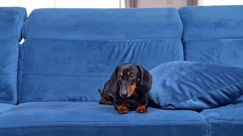 Dachshund dog jumping onto a blue sofa and settling down indoors Видео 341909292