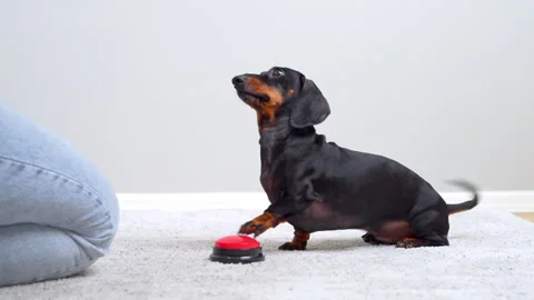 Dachshund dog learning to press a talking button at home Vídeos de archivo 343900572