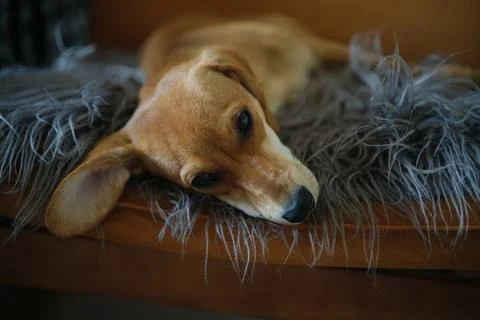 Dachshund dog looking at camera lying on armchair with grey blanket 写真素材