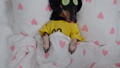 Dachshund dog lying in bed with cucumber covering face area Видео 335601702
