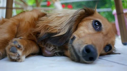 Dachshund dog lying on its side Stock Footage 260247988