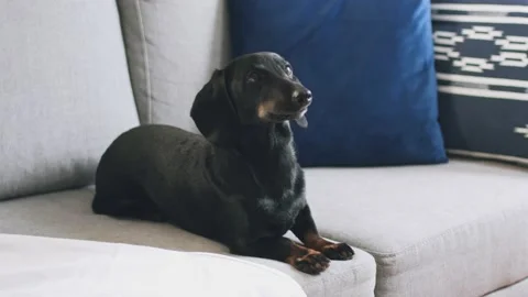 Dachshund dog is lying on the sofa, couch Stock Footage 225083703