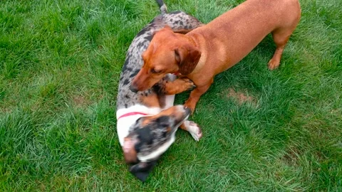 Dachshund dog merle does not give up in the fight Vídeo Stock 132292555