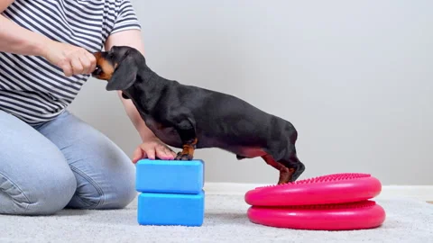 Dachshund dog performing core strengthening workout with pet trainer Stock Footage 341907841