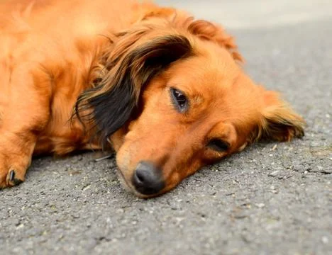 Dachshund dog Stock Photos