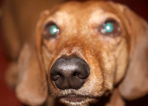 Dachshund dog. Stock Photos
