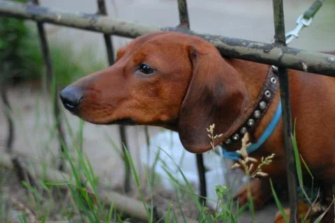 Dachshund dog Stock Photos