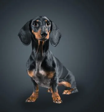 Dachshund dog Stock Photos