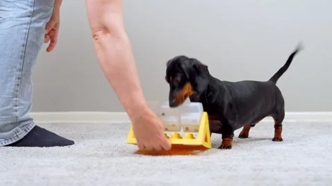Dachshund dog playing with an interactive puzzle feeder toy indoors 動画素材 343141063