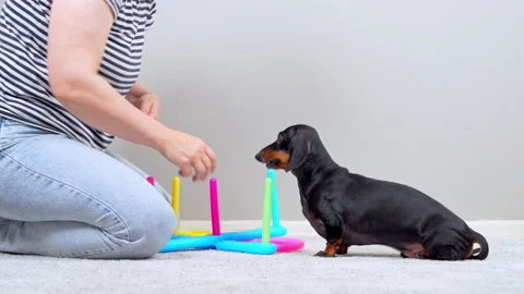 Dachshund dog playing ring toss game with woman at home Видео 343900734