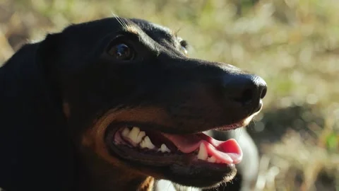 Dachshund dog portrait, walking A Happy Dog in a Park Joyfully Enjoying the Warm Stock Footage 288117044