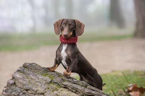 Dachshund dog posing on a tree trunk Stock Photos