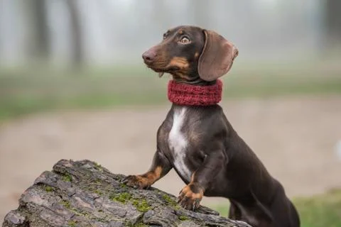 Dachshund dog posing on a tree trunk Stock Photos
