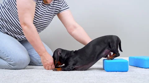 Dachshund dog practicing paw exercise on yoga blocks with owner at home Stock Footage 346011044