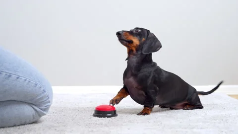 Dachshund dog pressing a red button to ask for attention at home Видео 342499451
