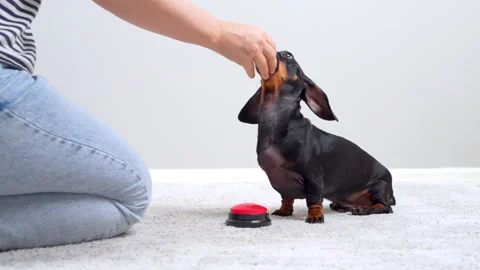 Dachshund dog pressing a red button to get a treat reward Stock Footage 343139918