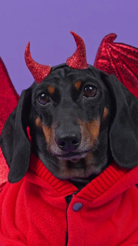 Dachshund dog in a red devil winged outfit gazing upward in a studio portrait Stock Footage 346960110