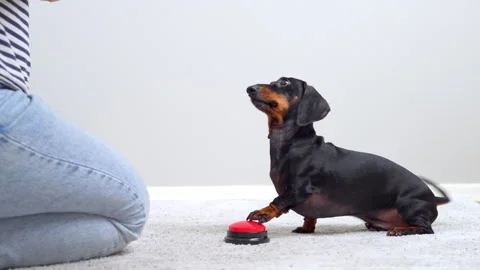 Dachshund dog repeatedly pressing a talking button at home Stock Footage 341296589