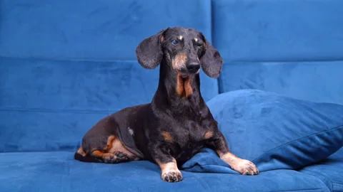 Dachshund dog resting on a blue sofa at home Видео 341909668