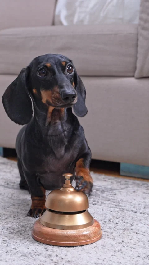 Dachshund dog ringing a service bell at home for attention Stock Footage 345659637