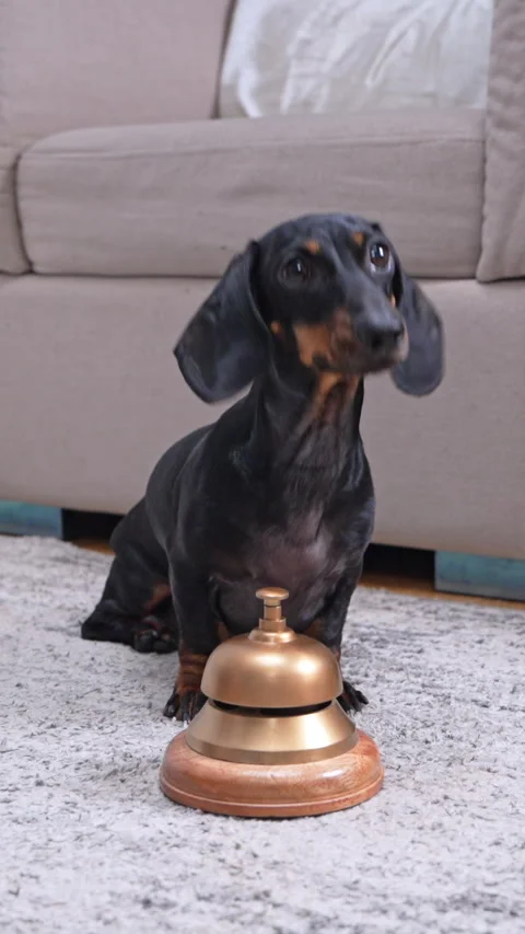 Dachshund dog ringing a service bell for attention at home Stock Footage 346193334