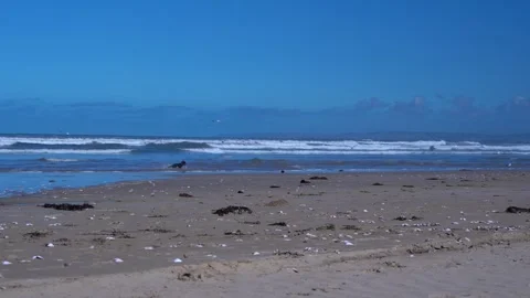 Dachshund dog runs on beach chasing seagulls in a playful wildlife scene. Stock Footage 312621892