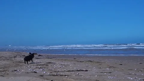 Dachshund dog runs on beach chasing seagulls in a playful wildlife scene. Stock Footage 312621924