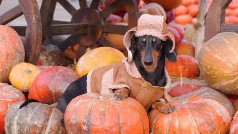 Dachshund dog in rustic hat and sheepskin coat standing with autumn harvest o Stock Footage