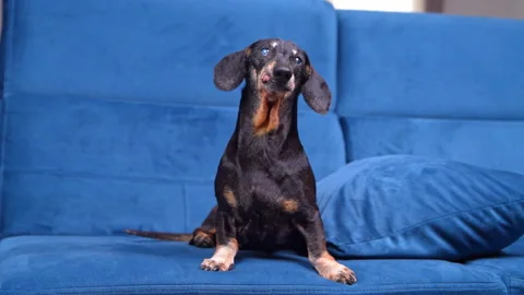 Dachshund dog sitting on a sofa and stretching its head upward Stock Footage 341295357