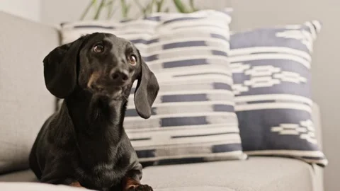 Dachshund dog is sitting on the sofa, couch Stock Footage 225059014