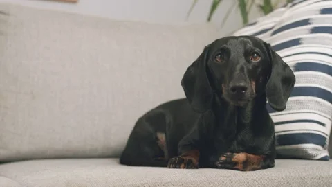 Dachshund dog is sitting on the sofa, couch 库存影片 225076798