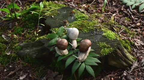 Dachshund dog smelling and sniffing three snails on hemp leaves in the woods Stock Footage 51882653