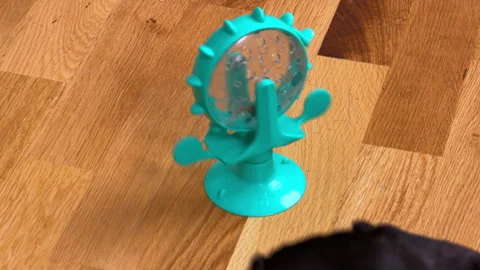 Dachshund dog sniffing an interactive puzzle feeder toy on a wood floor Vídeos de archivo 341906963