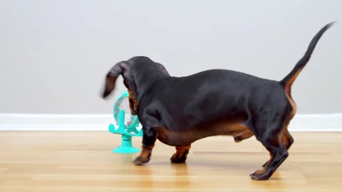 Dachshund dog sniffing an interactive puzzle toy on wooden floor 動画素材 343141174