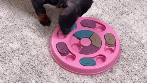 Dachshund dog sniffing a pink interactive puzzle feeder on carpet Видео 341295893