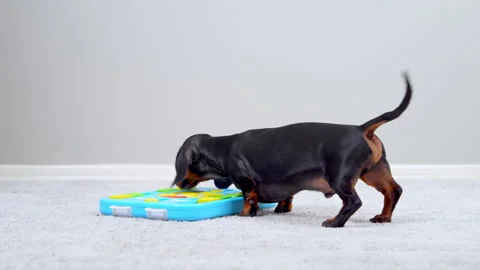Dachshund dog solving a colorful puzzle feeder toy on a soft carpet at home Видео 341908349