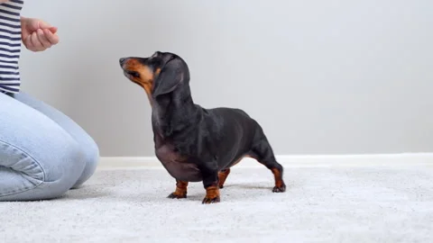 Dachshund dog spinning around on command at home Stock Footage 341295984