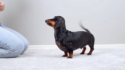 Dachshund dog spinning in a circle on command during indoor play with owner Stock Footage 343900492
