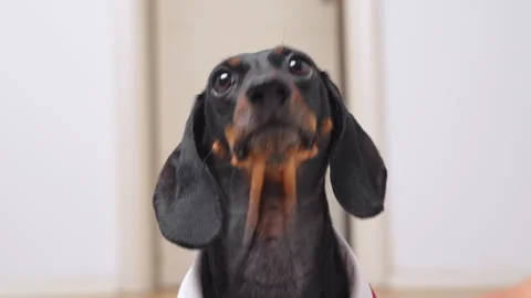 Dachshund dog tilting head and staring intently indoors Vídeo Stock 339391953