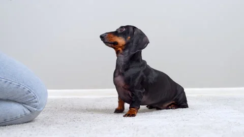 Dachshund dog training and begging for a treat indoors Stock-Footage 343139746