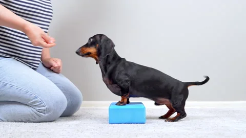 Dachshund dog training with front paws on a yoga block indoors Stock Footage 341297811