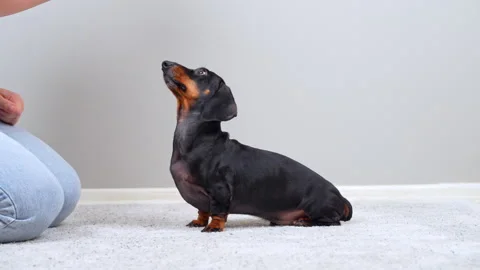 Dachshund dog training obedience commands at home on carpet Stock Footage 346193022