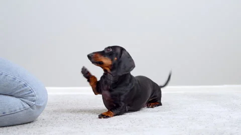 Dachshund dog training with paw tapping and sitting up indoors Stock Footage 341104752