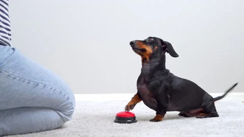 Dachshund dog training to press a red button and getting rewarded Stock Footage 341070492