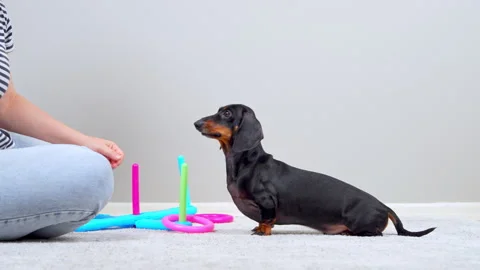 Dachshund dog training with a ring toss stacking toy at home Видео 341107983
