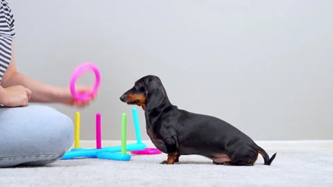 Dachshund dog training with ring toss toy at home Видео 341908009